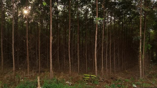 Filme aéreo, de floresta de reflorestamento, com eucaliptus voltado para a fabricação de papel e celulose, em Limeira, São Paulo, Brasil