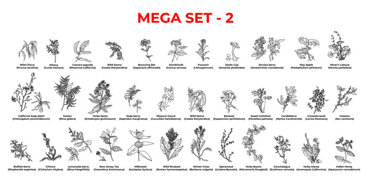 Mega set of natural plants of america, sketch.