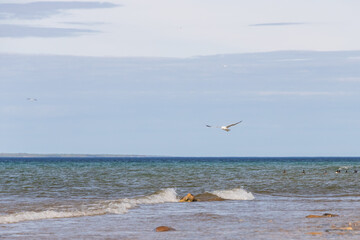 Seagulls flying with blue sky and white clouds in background
