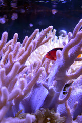 Fototapeta na wymiar Little red fish swimming in a coral reef. 