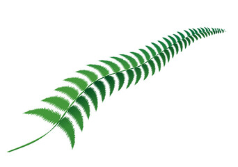 tropical leaf.
