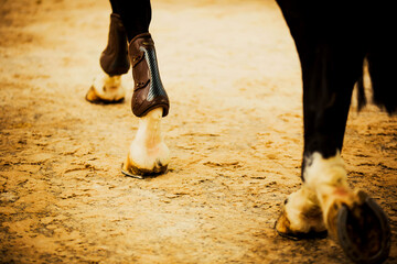 A rear view of the legs of a black horse, which with shod hooves steps on asphalt with sand....