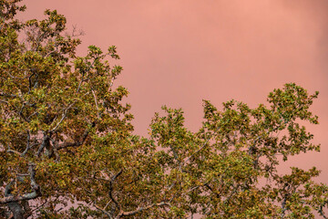 Smoke in the sky in Gironde, during forest fires/Fumées dans le ciel en Gironde, durant les incendies de forêts