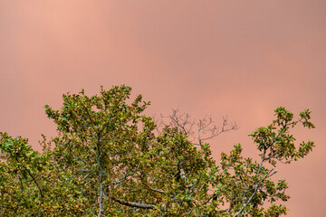 Smoke in the sky in Gironde, during forest fires/Fumées dans le ciel en Gironde, durant les incendies de forêts