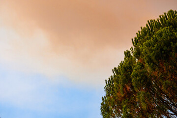 Smoke in the sky in Gironde, during forest fires/Fumées dans le ciel en Gironde, durant les incendies de forêts