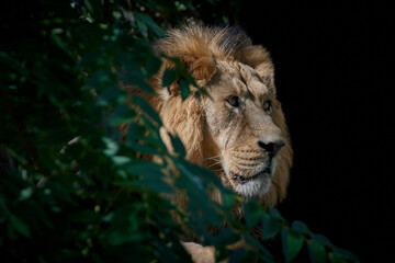 Profile view of an adult male lion (Panthera leo) behind bush and isolated on black background