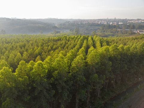 Foto a&eacute;rea, de floresta de reflorestamento, com eucaliptus voltado para a fabrica&ccedil;&atilde;o de papel e celulose, em Limeira, S&atilde;o Paulo, Brasil