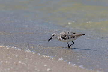 Sandpiper Naples Beach Florida