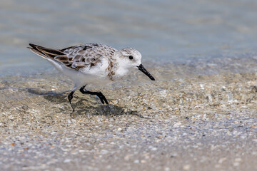 Sandpiper Naples Beach Florida