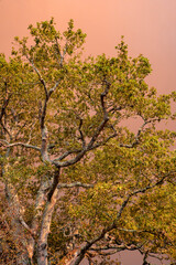 Smoke in the sky in Gironde, during forest fires/Fumées dans le ciel en Gironde, durant les incendies de forêts