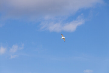 Seagulls flying with blue sky and white clouds in background
