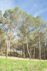 Obraz premium trees in the park