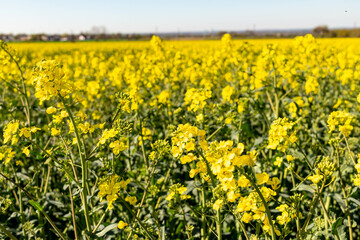 field of yellow rapeseed