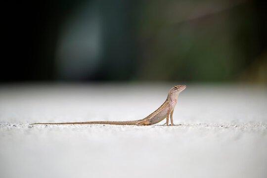 Macro closeup of blown alone lizard warming on summer sun. Anolis sagrei small reptile in native to Florida USA