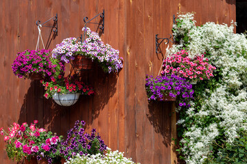 A gorgeous calibrachoa bushs in a hanging baskets. Pots of bright calibrachoa flowers hanging on a wooden wall. Flower pots lit by the sun in a hanging pot on the terrace.