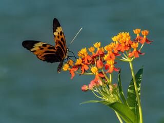 golden longwing butterfly on flower ready to fly