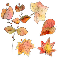 Obraz premium Hand drawn autumn leaves. Watercolor and liner