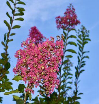 Crepe Myrtle in summer blooming branch