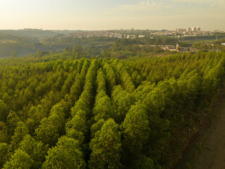 Obraz premium Foto aérea, de floresta de reflorestamento, com eucaliptus voltado para a fabricação de papel e celulose, em Limeira, São Paulo, Brasil