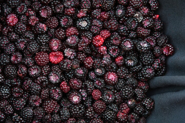 Rubus occidentalis (Black Raspberry), wild collected fresh summer berries - obrazy, fototapety, plakaty