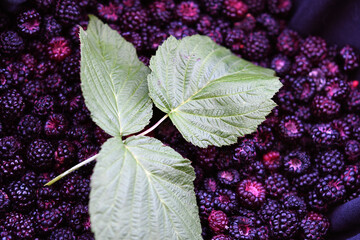 Rubus occidentalis (Black Raspberry), wild collected fresh summer berries - obrazy, fototapety, plakaty
