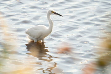 White Egret, large shorebird, crouched and stalking prey in the shallow muddy flats along the estuaries, river deltas and coastal wetlands areas