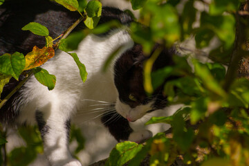 Chat_07