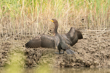 Large cormorant bird splays its wings to expose its feathers to the sun, as it stands on a muddy river bank in a coastal wetland swamp 