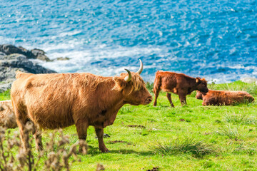 Highland cows, Isle of Harris in Outer Hebrides, Scotland. Selective focus