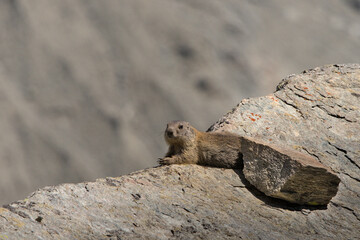 Ein Murmeltier sonnt sich auf einem Felsen