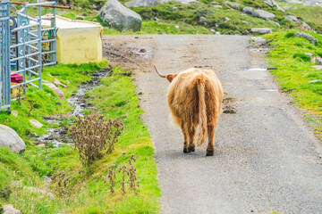 Highland cow on the road, Isle of Harris in Outer Hebrides, Scotland. Selective focus