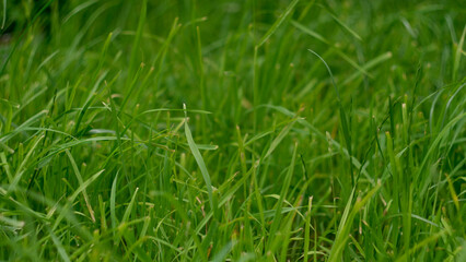 Close-up of green grass outdoor