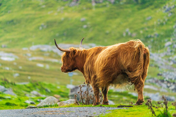 Highland cow, Isle of Harris in Outer Hebrides, Scotland. Selective focus