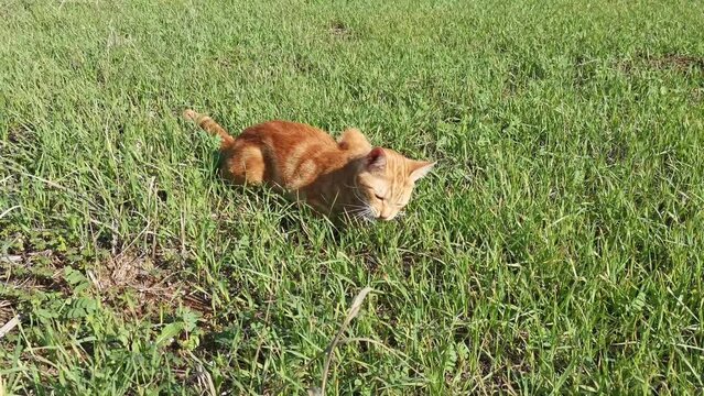 Cat in the Green Grass in Summer is eating green grass. Beautiful Red Cat with Yellow Eyes. Concept of domestic pets. Free copy space for your text. High quality FullHD footage