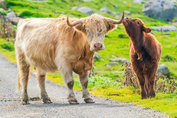 Highland cow with a calf, Isle of Harris in Outer Hebrides, Scotland. Selective focus