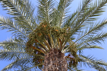 Rich harvest of dates on palm trees in the city park.