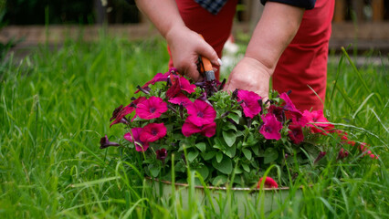 A woman's hands chirp a petunia bush in the garden.
