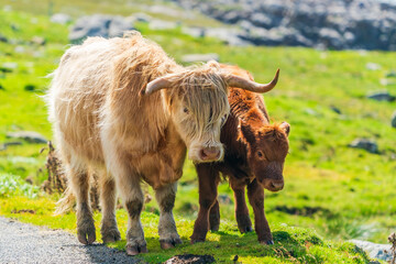 Highland cow with a calf, Isle of Harris in Outer Hebrides, Scotland. Selective focus