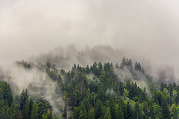 Misty Landscape. Pine trees in the clouds on a mountain