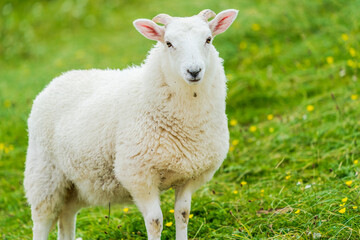 A sheep on a meadow, Isle of Lewis and Harris, Scotland