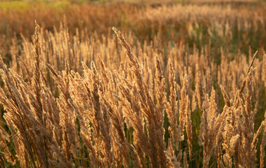 Obraz premium Golden reed grass in the field in the sun.