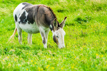 Naklejka na ściany i meble Domestic donkey on a meadow, Isle of Harris, Scotland