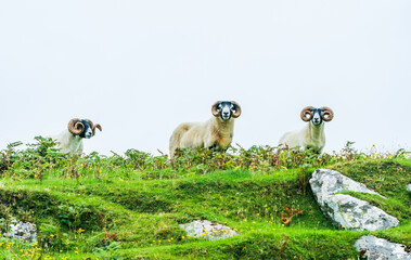 Scottish Blackface Sheep - three rams with big horns, on the Isle of Lewis, Outer Hebrides, Scotland