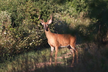 Whit Tailed Deer