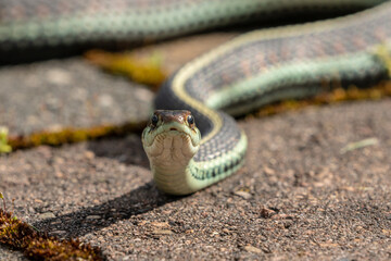 A curious snake staring at the camera