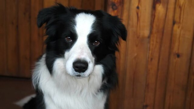 Funny cute puppy dog border collie holding toy ball in mouth at home indoor. Purebred pet dog with ball wants to playing with owner. Pet activity and animals concept
