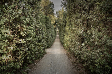 Fototapeta na wymiar Perspective of Boboli garden in Florece, Italy