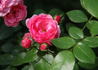 Roses in the rose garden with green leaves