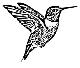 Hummingbird