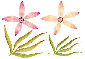 pink and white orchid and leaves 